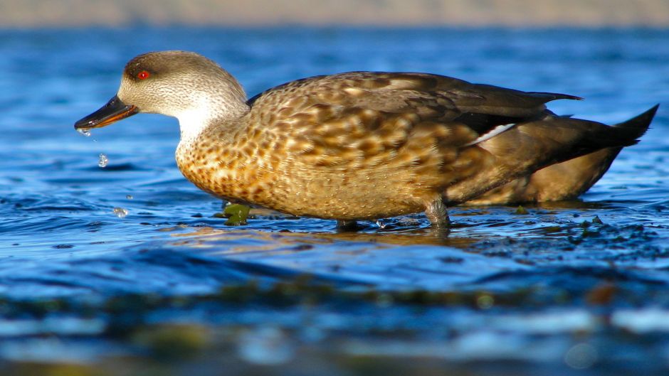 Pato Juarjal, Guia de Fauna. RutaChile.   - CHILE