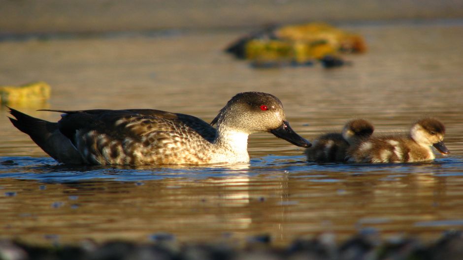 Pato Juarjal, Guia de Fauna. RutaChile.   - CHILE