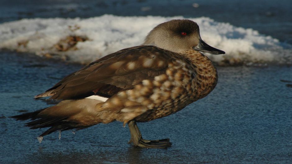 Pato Juarjal, Guia de Fauna. RutaChile.   - PERU