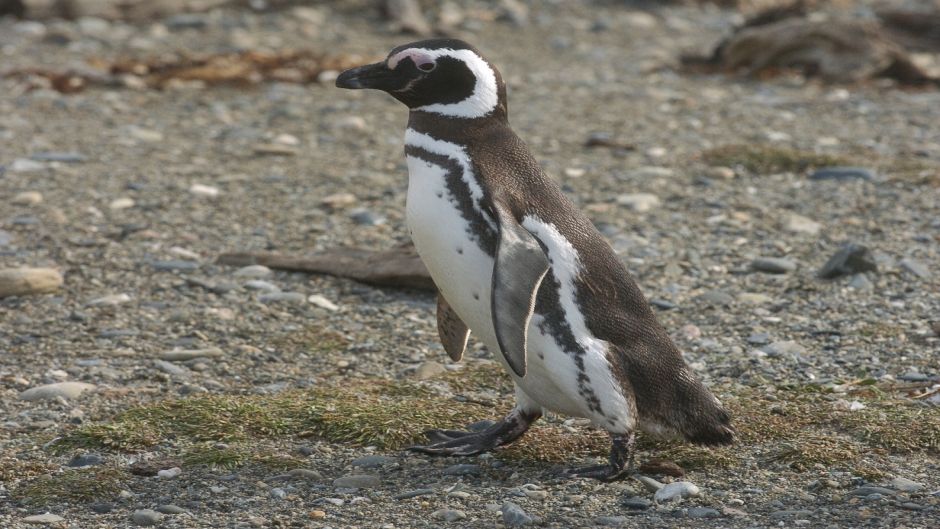 Pinguino de Magallanes, Guia de Fauna. RutaChile.   - AUSTRALIA