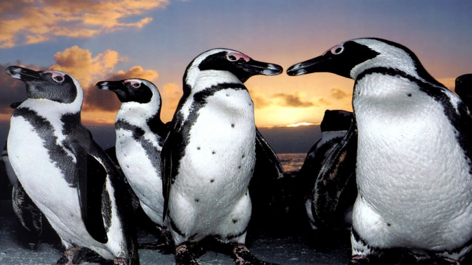 Pinguino de Magallanes, Guia de Fauna. RutaChile.   - 