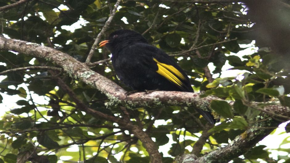 Cotinga negro (Tijuca atra) es una especie de ave en la familia C.   - BRASIL