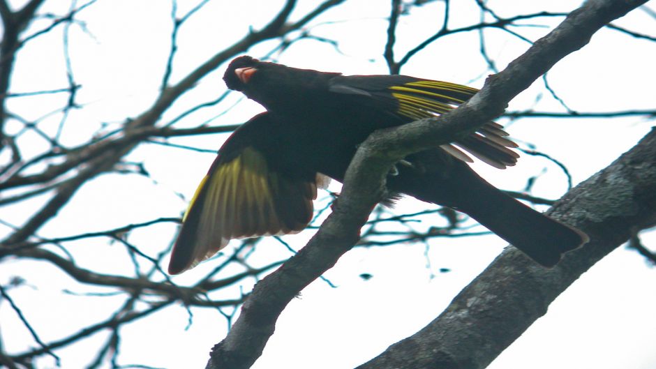 Cotinga negro (Tijuca atra) es una especie de ave en la familia C.   - BRASIL