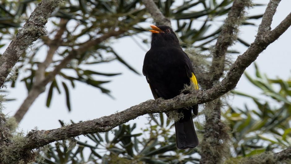 Cotinga negro (Tijuca atra) es una especie de ave en la familia C.   - BRASIL