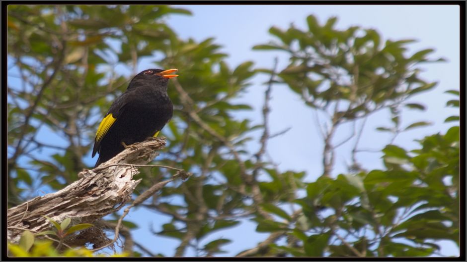 Cotinga negro (Tijuca atra) es una especie de ave en la familia C.   - 