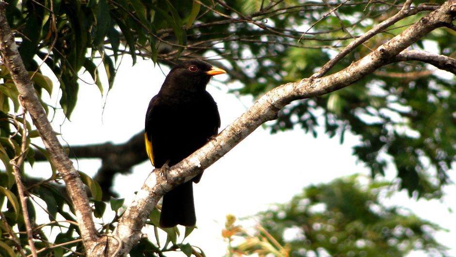 Cotinga negro (Tijuca atra) es una especie de ave en la familia C.   - 