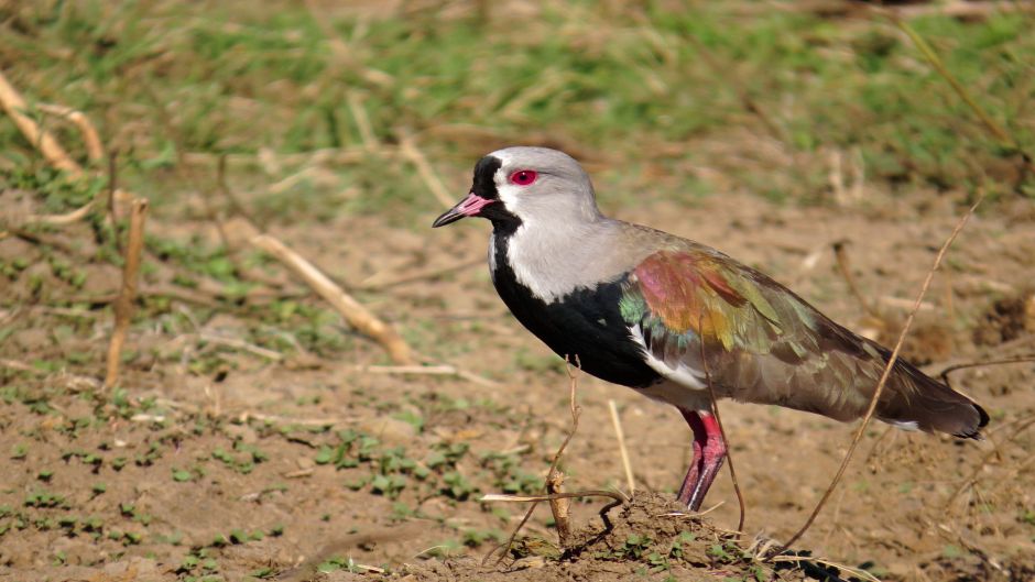 Queltehue, Guia de Fauna. RutaChile.   - URUGUAY