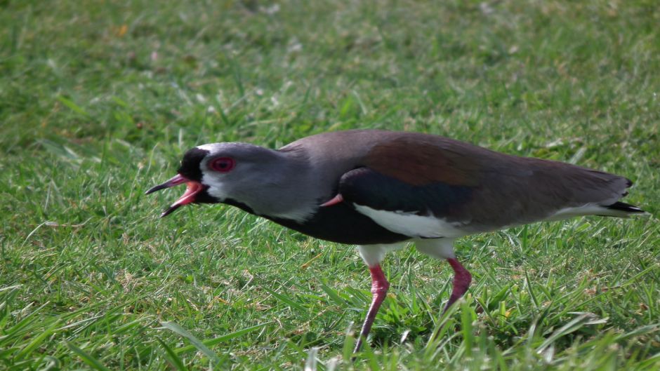 Queltehue, Guia de Fauna. RutaChile.   - URUGUAY