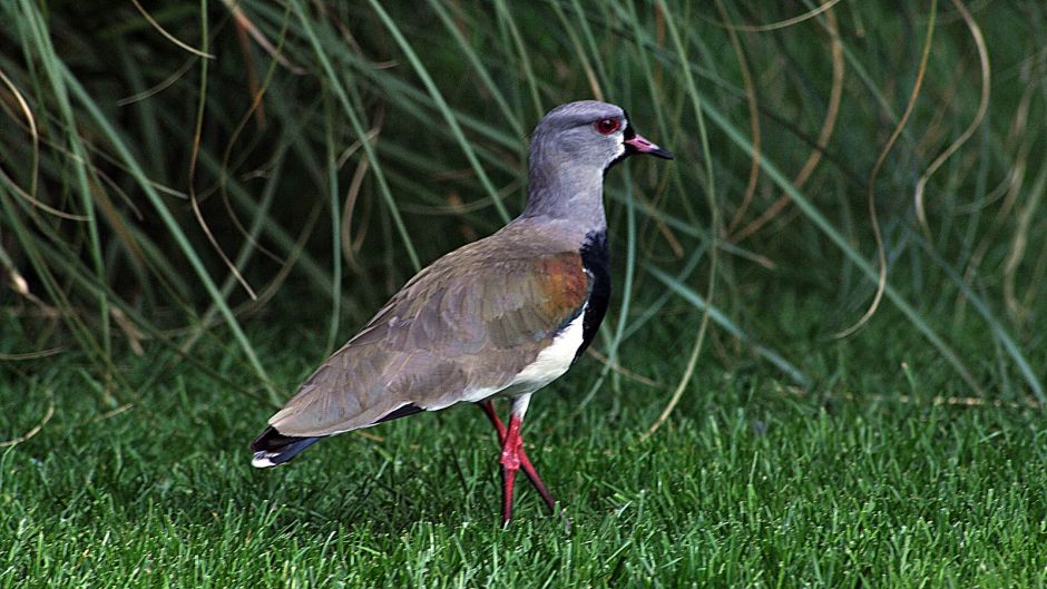 Queltehue, Guia de Fauna. RutaChile.   - MEXICO