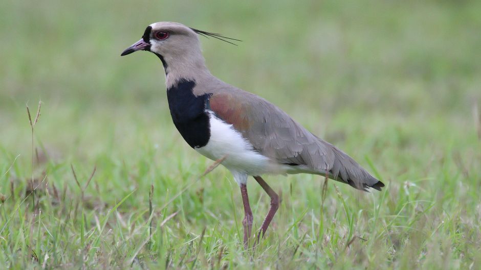 Queltehue, Guia de Fauna. RutaChile.   - 