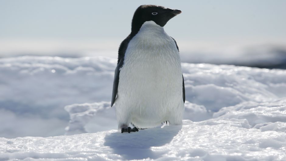 Pinguino de Adelaida, Guia de Fauna. RutaChile.   - 