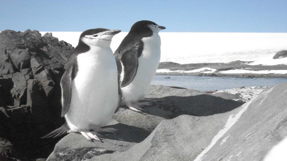 Pinguino de Adelaida, Guia de Fauna. RutaChile.   - 