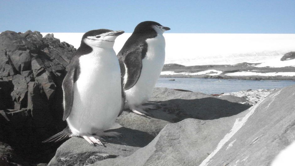 Pinguino de Adelaida, Guia de Fauna. RutaChile.   - ARGENTINA