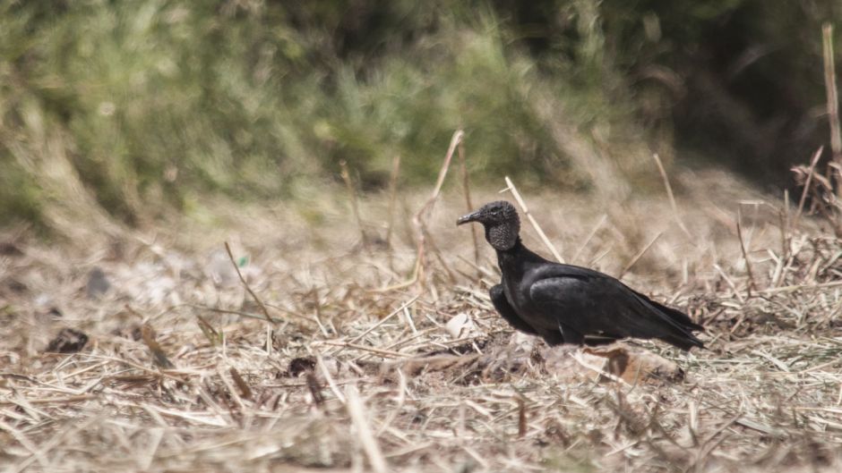 Jote de cabeza negra, Guia de Fauna. RutaChile.   - VENEZUELA