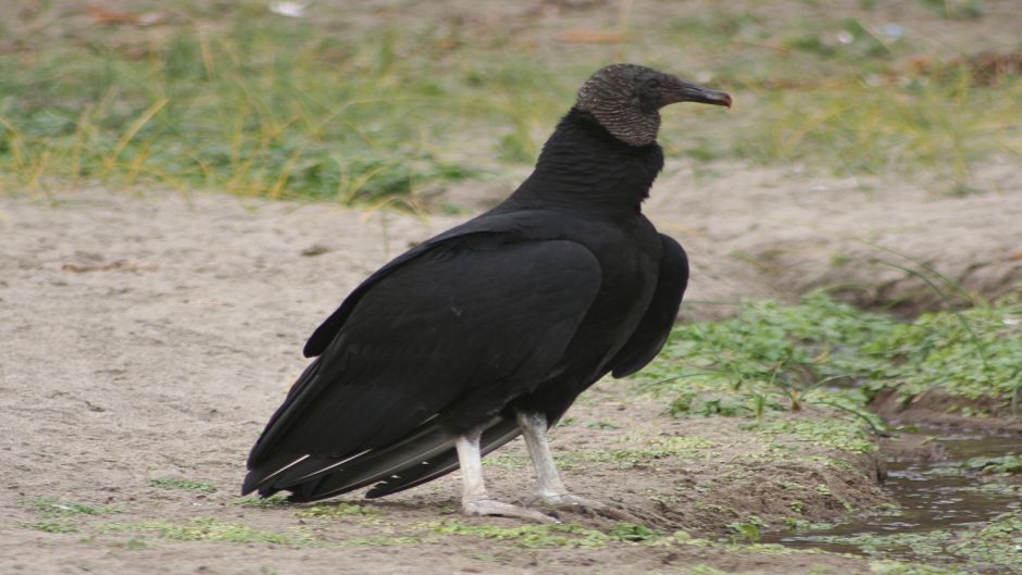 Jote de cabeza negra, Guia de Fauna. RutaChile.   - 