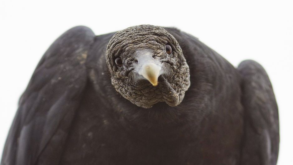 Jote de cabeza negra, Guia de Fauna. RutaChile.   - 