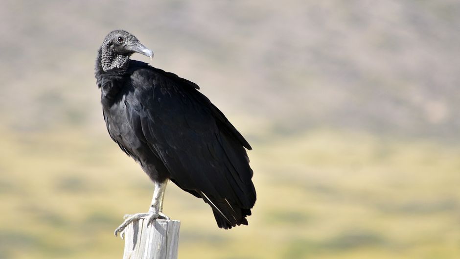 Jote de cabeza negra, Guia de Fauna. RutaChile.   - 