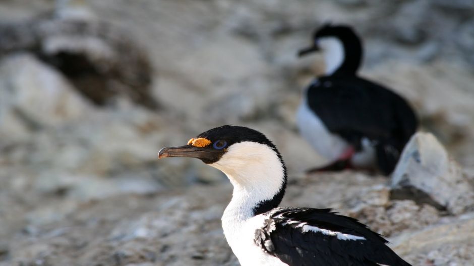 Cormorán Antártico.   - 