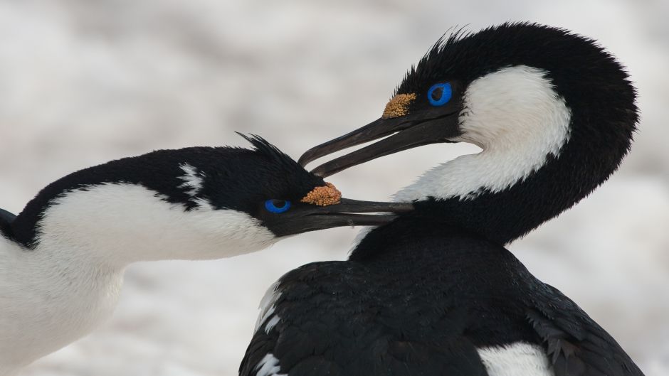 Cormorán Antártico.   - 