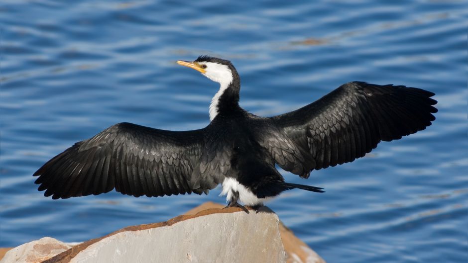 Cormorán Antártico.   - CHILE