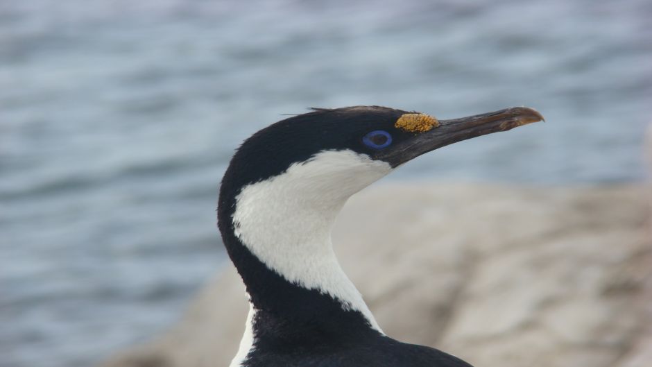 Cormorán Antártico.   - CHILE