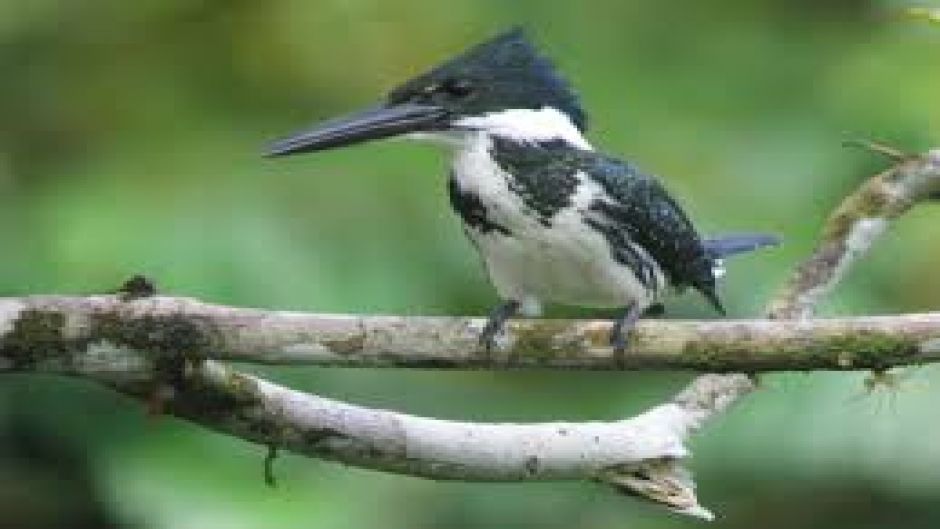 Martín pescador amazónico.   - HONDURAS