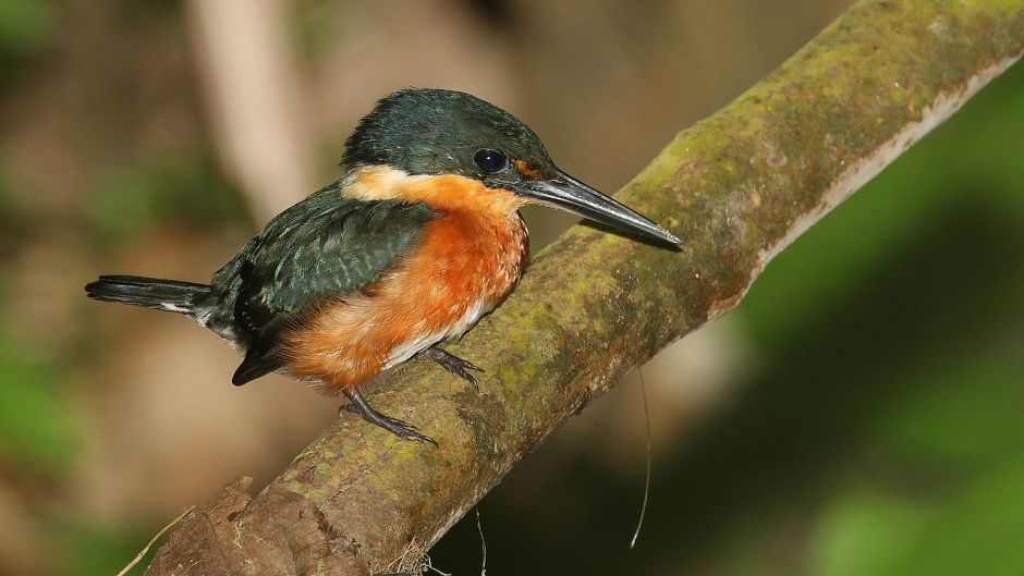 Martín pescador amazónico.   - ECUADOR