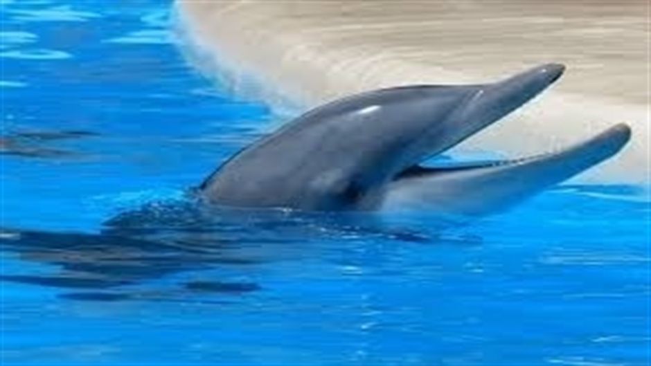 Delfín Nariz de Botella.   - AUSTRALIA