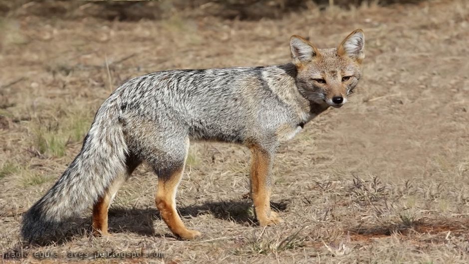 Zorro Gris.   - ARGENTINA