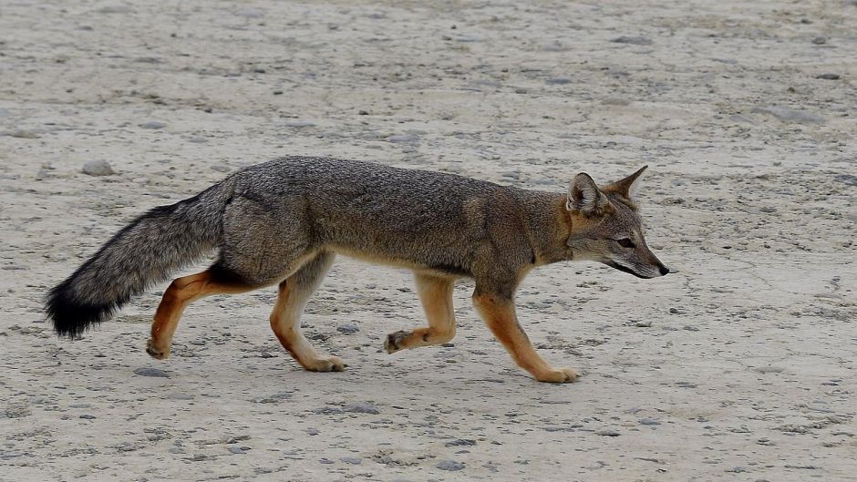 Zorro Gris.   - URUGUAY