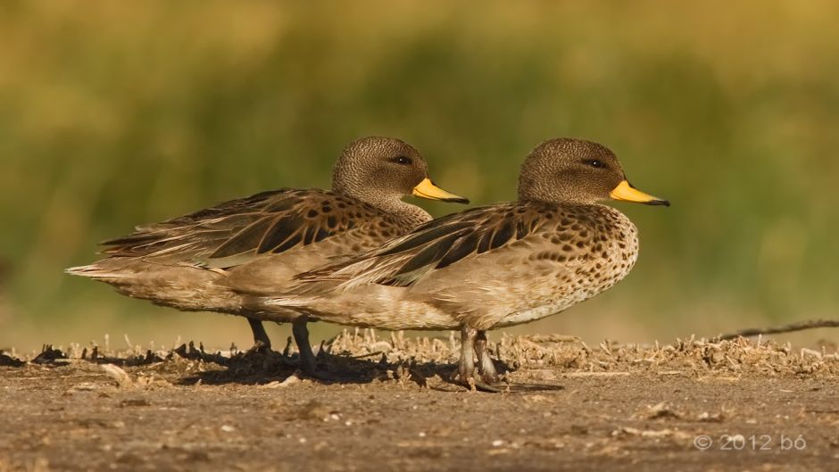 Pato jergón chico, Guia de Fauna. RutaChile.   - ARGENTINA