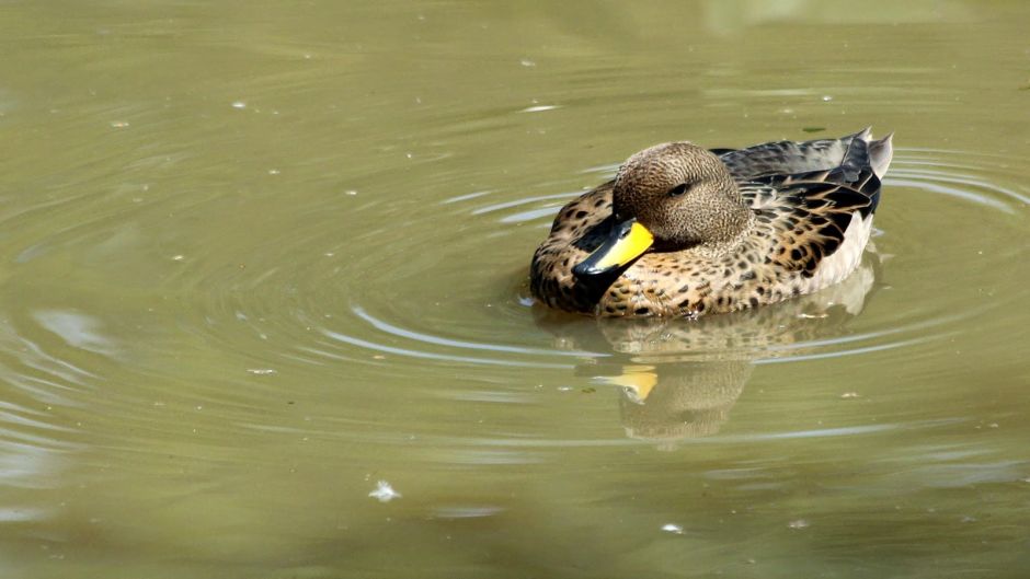 Pato jergón chico, Guia de Fauna. RutaChile.   - 