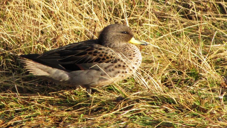 Pato jergón chico, Guia de Fauna. RutaChile.   - ARGENTINA