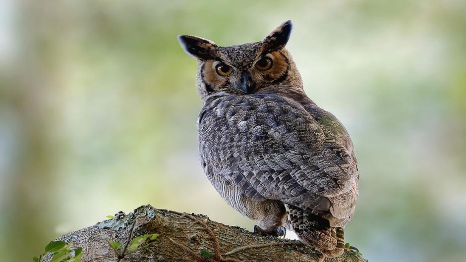 Búho.   - ECUADOR