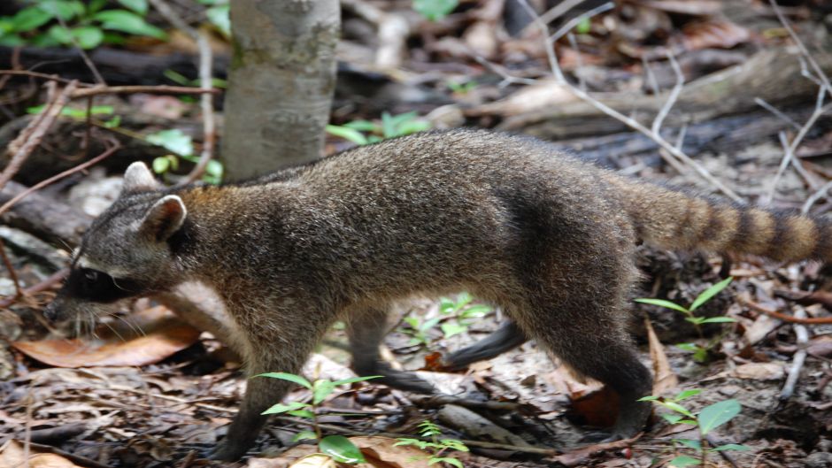 Mapache sudamericano.   - COSTA RICA