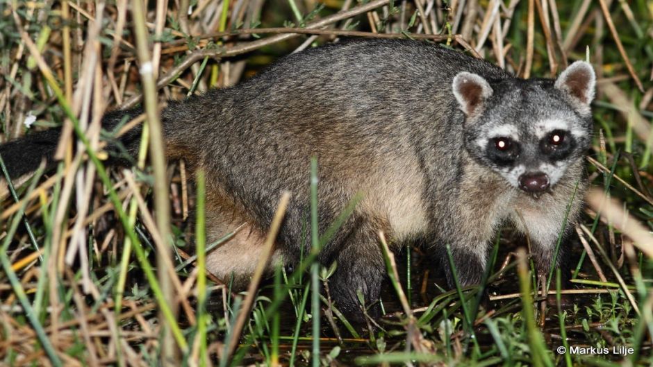 Mapache sudamericano.   - COSTA RICA