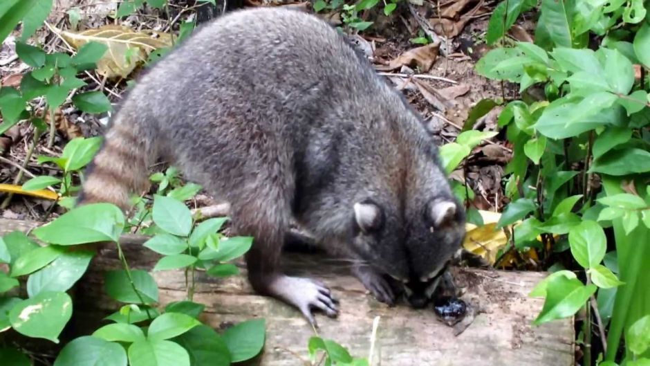 Mapache sudamericano.   - COSTA RICA