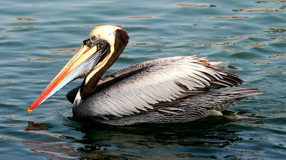 Pelícano peruano, Guia de Fauna. RutaChile.   - CHILE