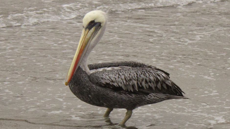 Pelícano peruano, Guia de Fauna. RutaChile.   - 