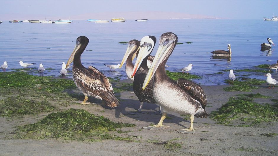 Pelícano peruano, Guia de Fauna. RutaChile.   - 