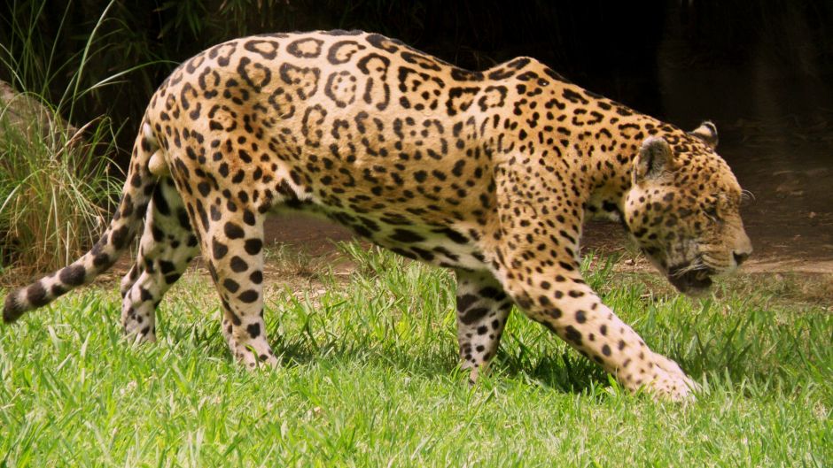 Jaguar