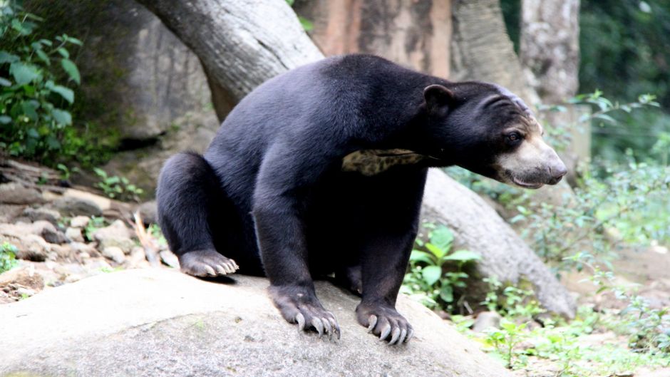 Oso Malayo.   - VIETNAM