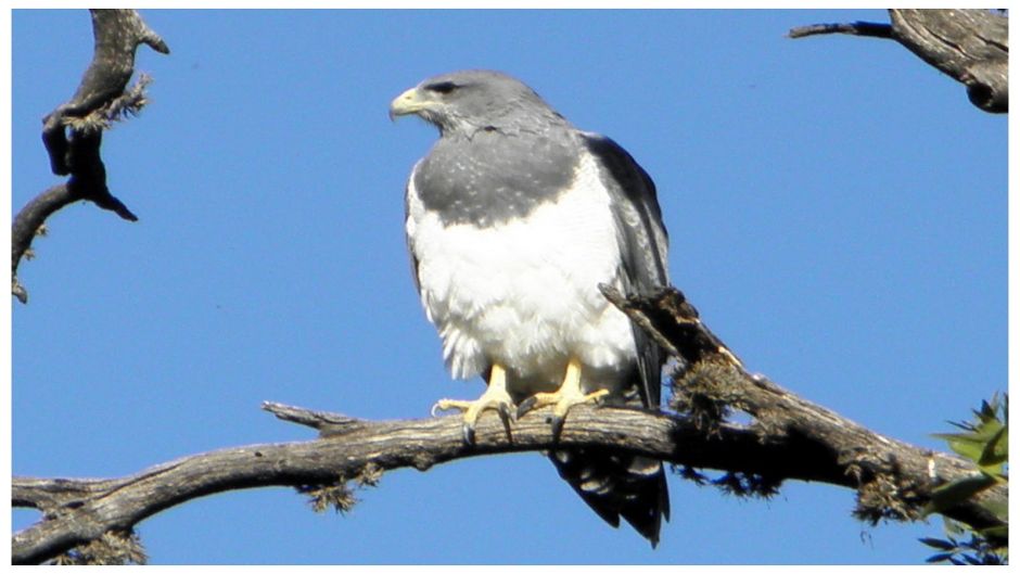 Águila Mora.   - ECUADOR