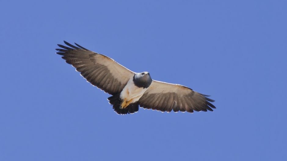 Águila Mora.   - BRASIL