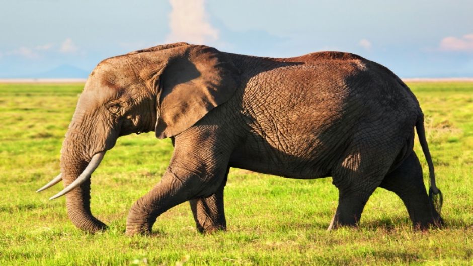 Elefante Africano, Guia de Fauna. RutaChile.   - SUD AFRICA