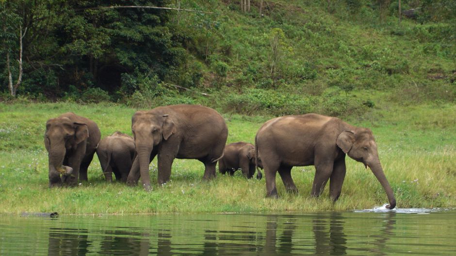 Elefante Africano, Guia de Fauna. RutaChile.   - SUD AFRICA