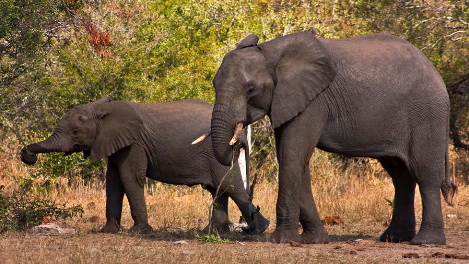 Elefante Africano, Guia de Fauna. RutaChile.   - 
