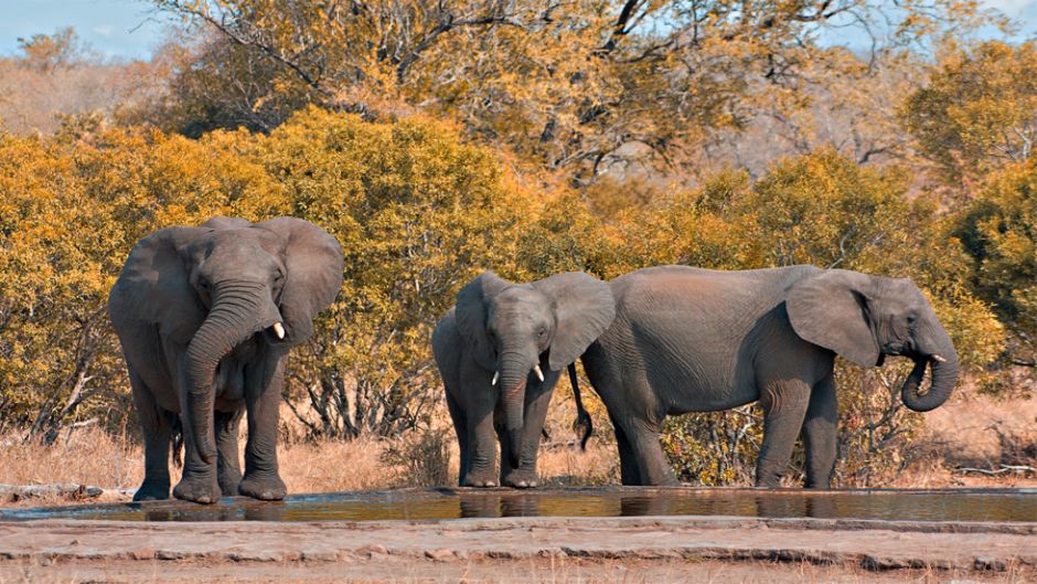 Elefante Africano, Guia de Fauna. RutaChile.   - 