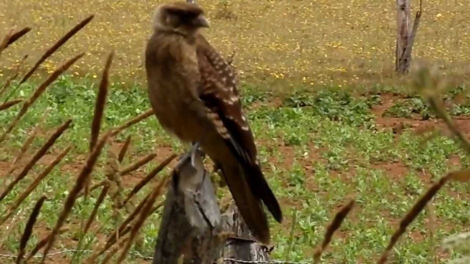 Tiuque, Guia de Fauna. RutaChile.   - URUGUAY