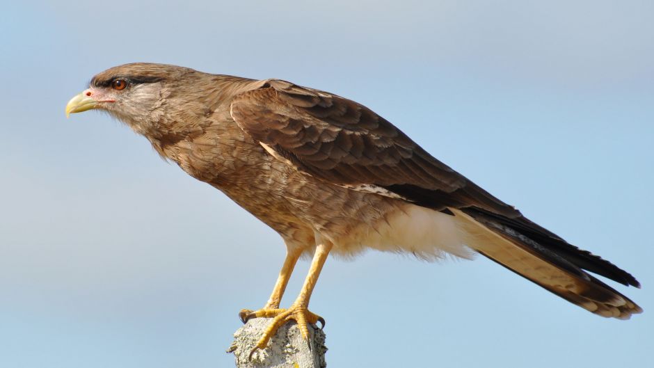 Tiuque, Guia de Fauna. RutaChile.   - ARGENTINA